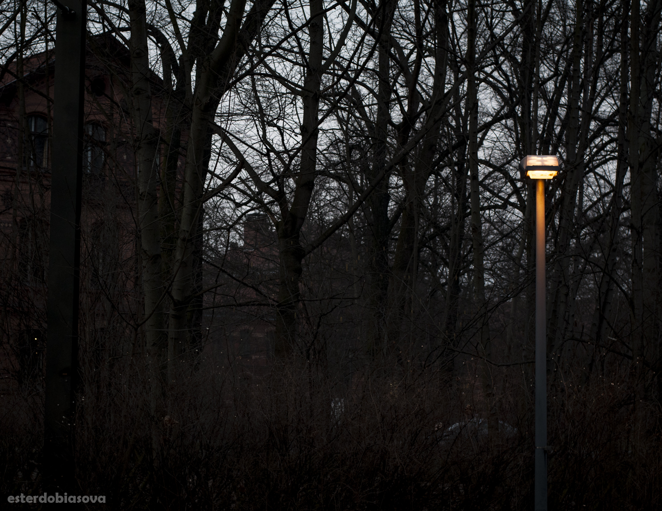 DSC_0202.jpg