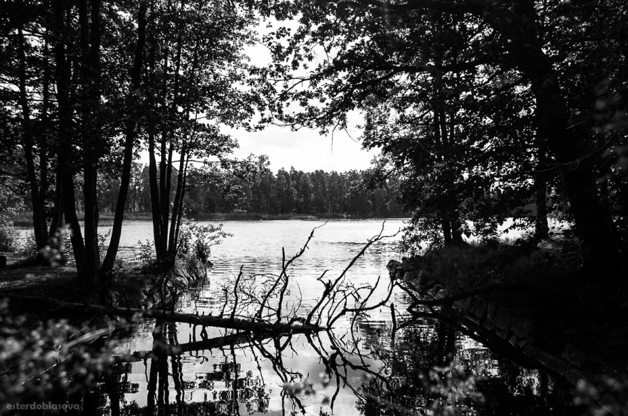 DSC_0533