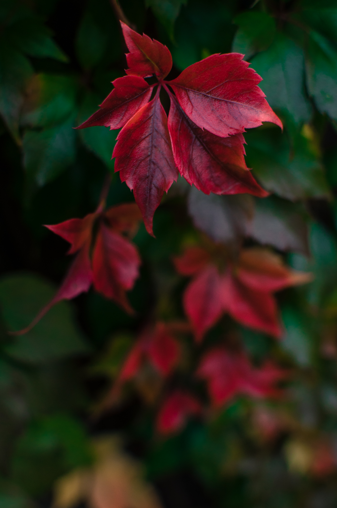 DSC_0009