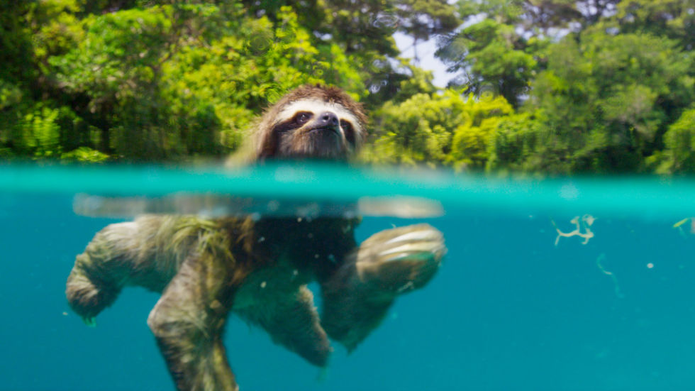 gallery-1478272206-planet-earth-ii-pygmy-sloth.jpg