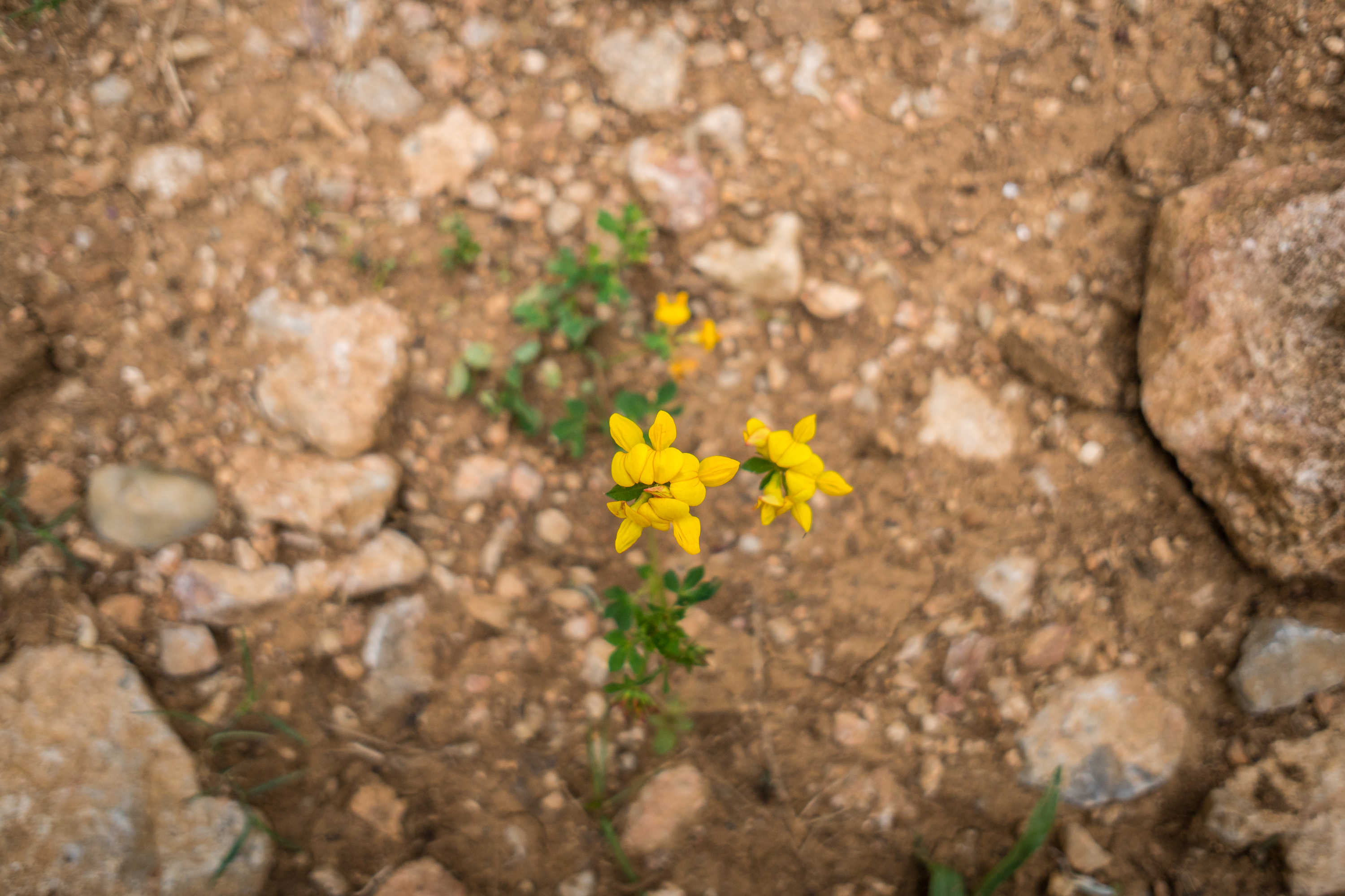 Rumunsko_2018_Dobiášová (5)