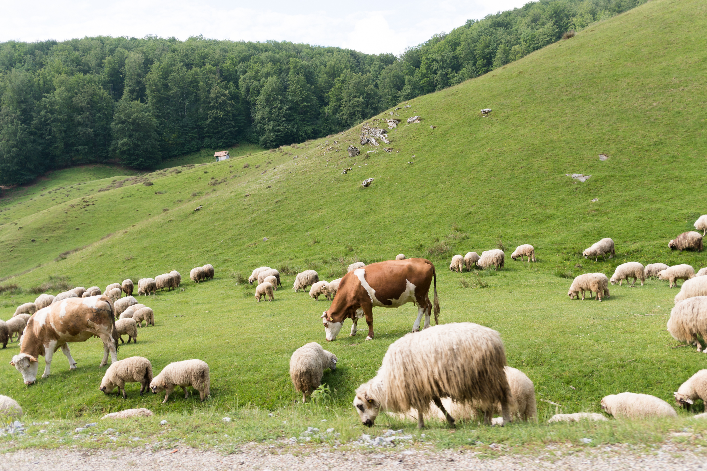Rumunsko_2018_Dobiášová (6)