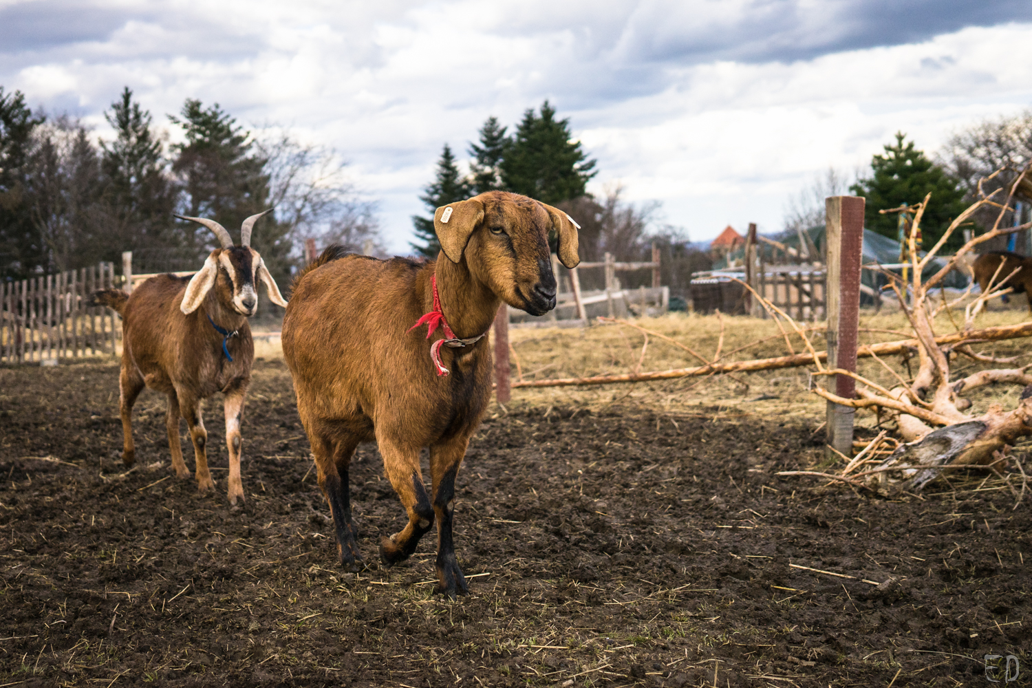 2019_březen_Farma-Nadeje_Dobiasova (12)