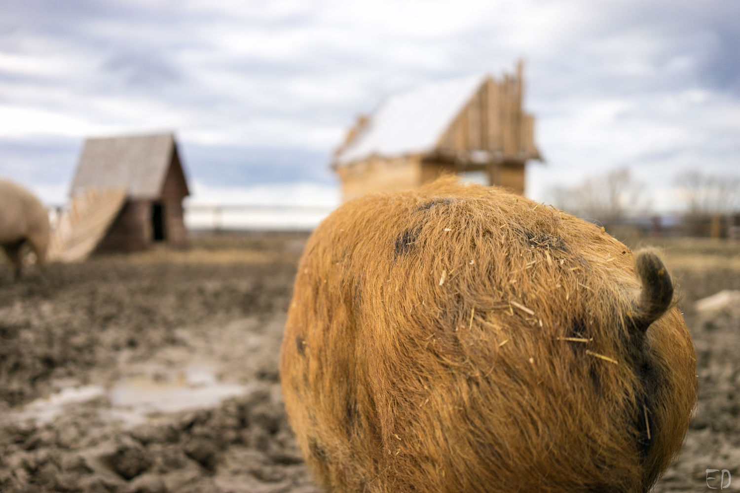2019_březen_Farma-Nadeje_Dobiasova (14)