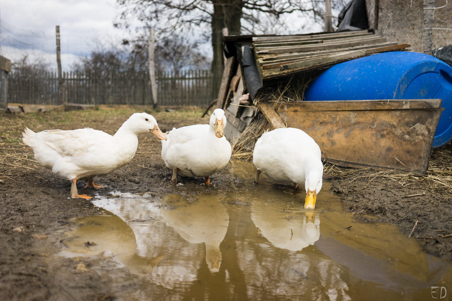 2019_březen_Farma-Nadeje_Dobiasova (15)