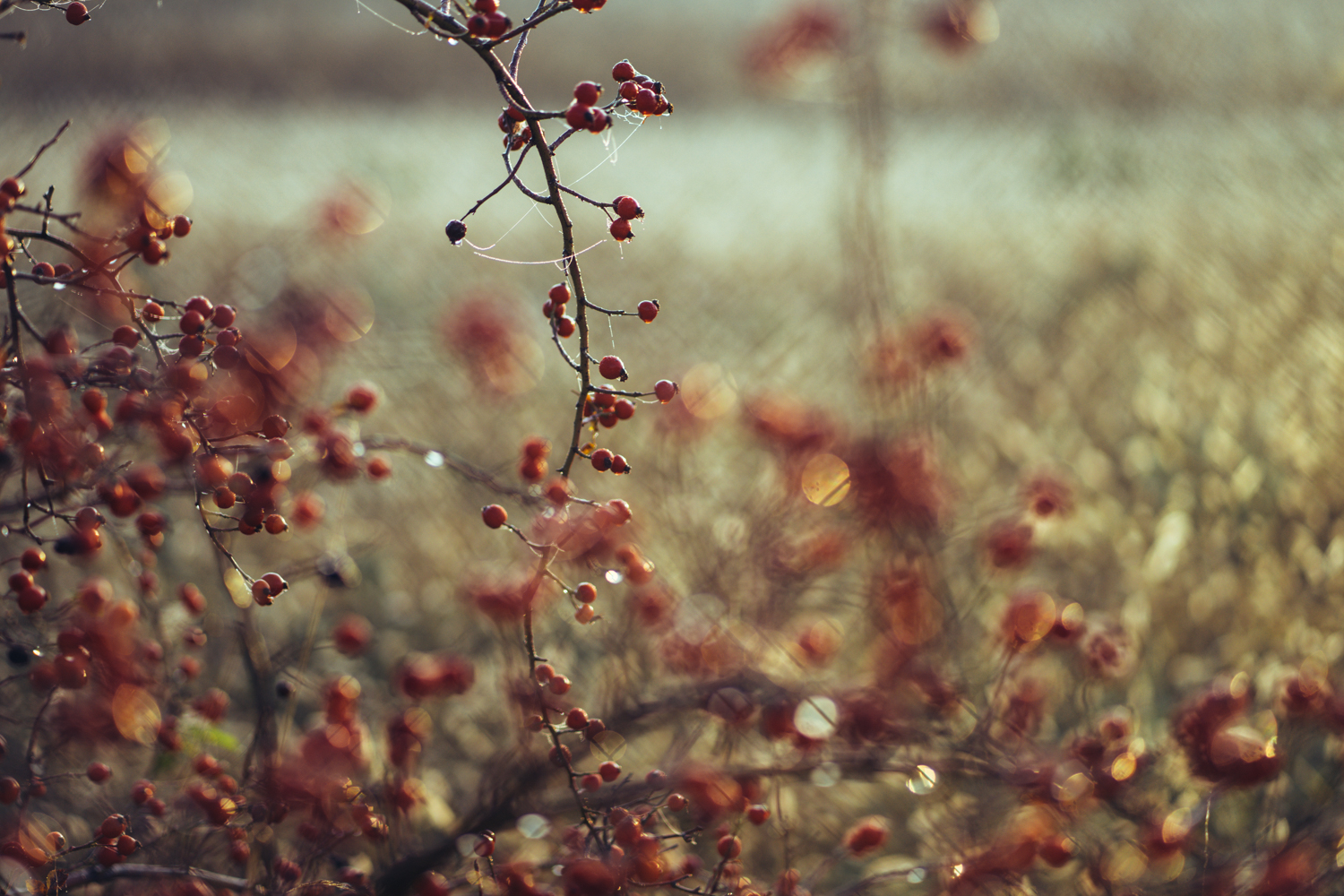 © Ester Dobiášová