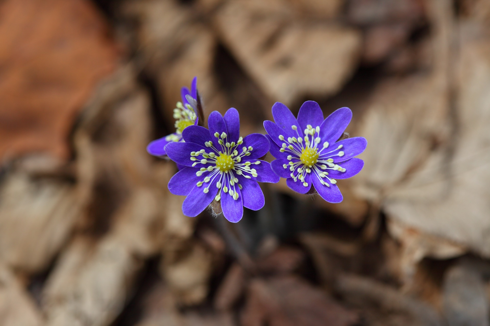 liverwort-3159876_1920
