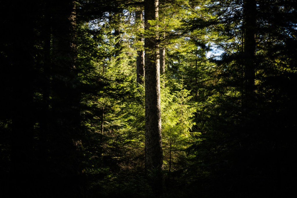 Nechat se vést světlem | Letting the light guide you